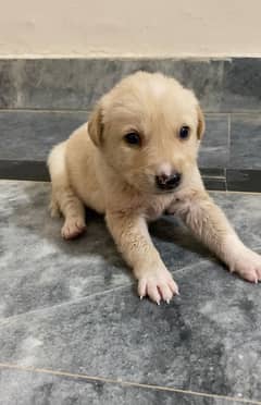 British Labrador 1 month old 0