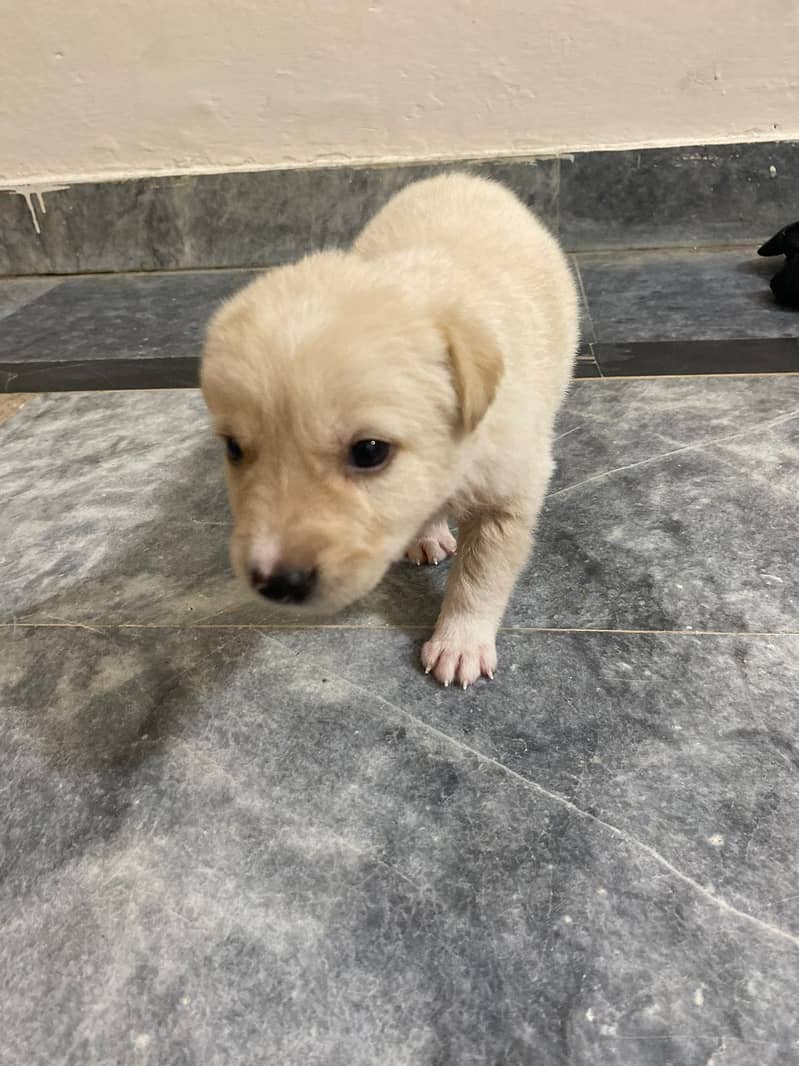 British Labrador 1 month old 1