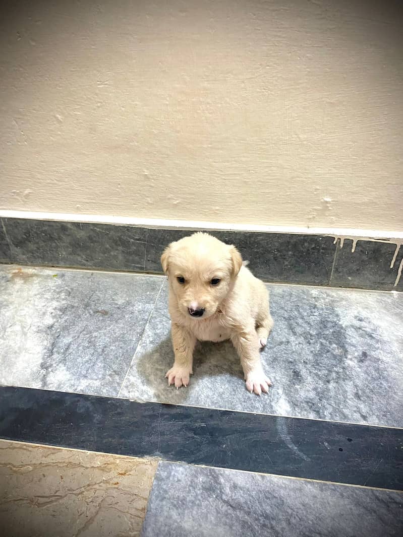 British Labrador 1 month old 3