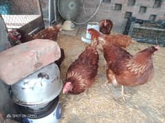 lohman brown hen for sale age 6 month