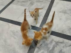 munchkin kittens 1 month old pair of any two