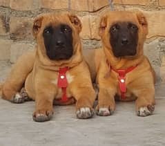 king kurdish kangal security dog pair 2 month for sale