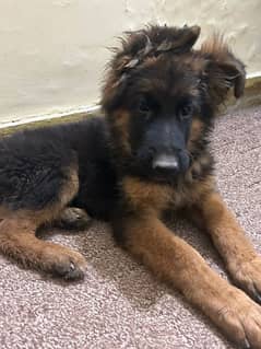 German shepherd male