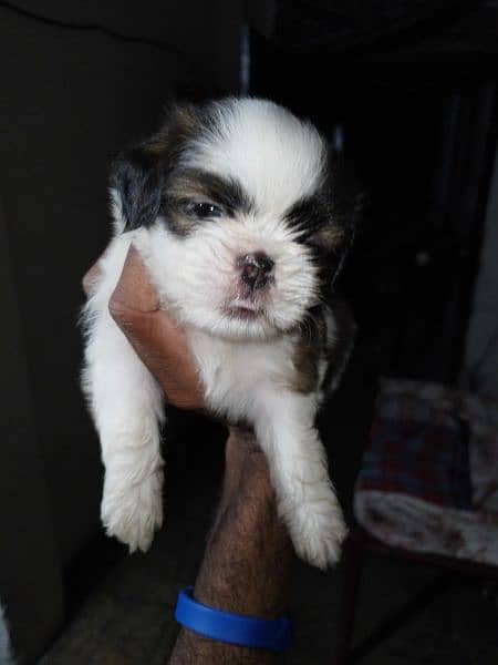 Shitzoo male urgently sale 1