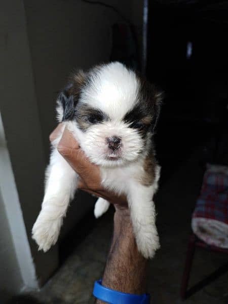 Shitzoo male urgently sale 3