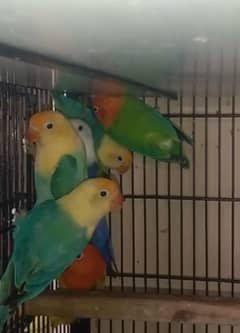 all kind of love birds available in low price 0