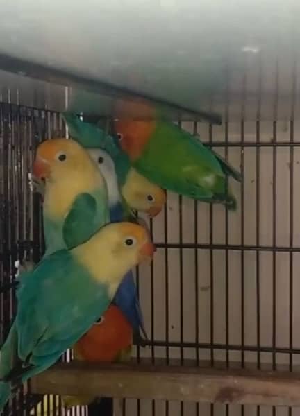 all kind of love birds available in low price 0