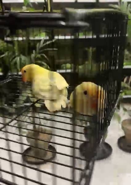 all kind of love birds available in low price 1