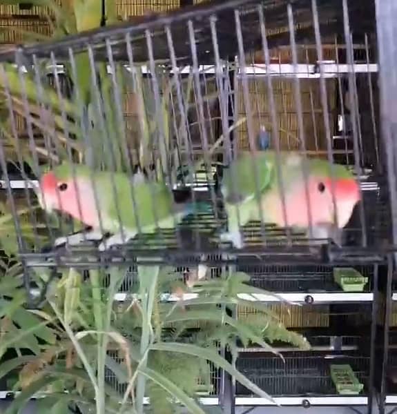 all kind of love birds available in low price 2