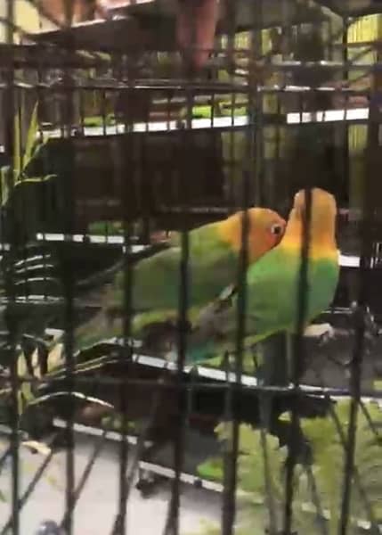 all kind of love birds available in low price 3