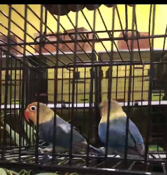 all kind of love birds available in low price 5