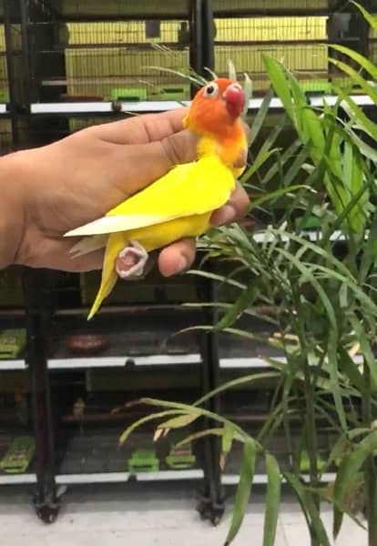 all kind of love birds available in low price 6