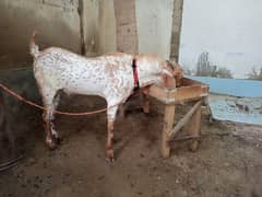 Urgent Sale: Makkah Chena Bakra