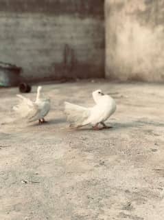 2 breeder pairs Fancy laka pigeon for sale