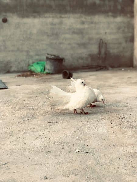 Fancy laka pigeon breeder pairs for sale 1