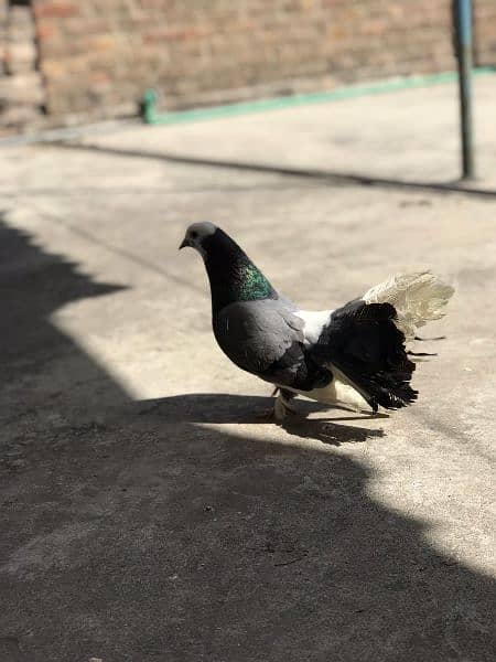 Fancy laka pigeon breeder pairs for sale 2