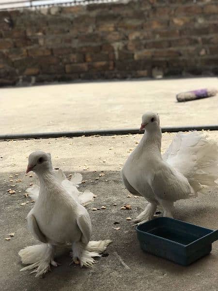 Fancy laka pigeon breeder pairs for sale 3