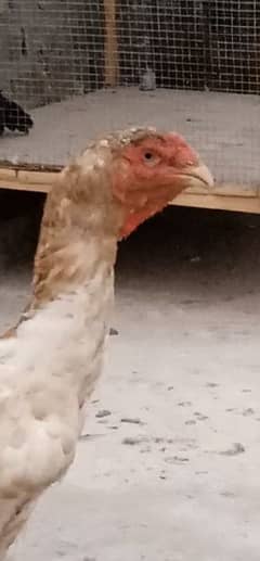 German o Shamo hen for sale 0