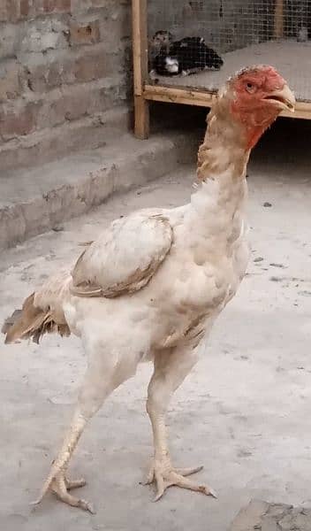 German o Shamo hen for sale 1