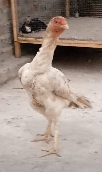 German o Shamo hen for sale 2