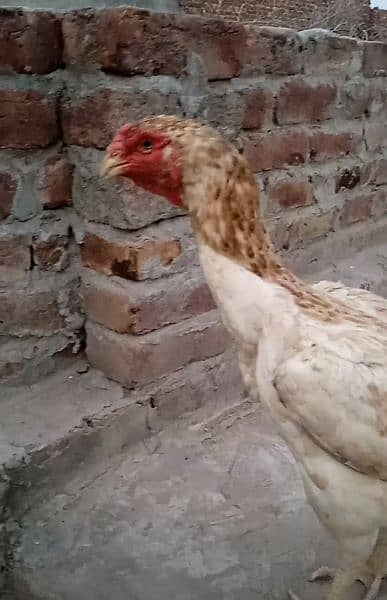 German o Shamo hen for sale 3