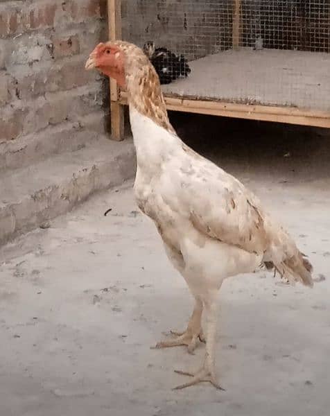 German o Shamo hen for sale 4