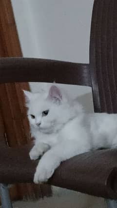 male cat ready for breed