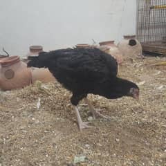 Cock / Hen