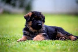 German Shepherd Pedigreed Puppies 0