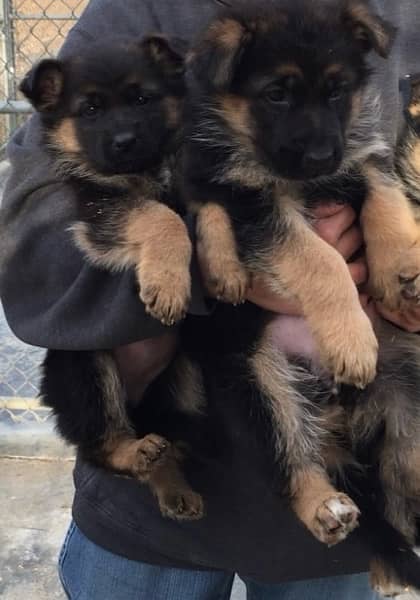 German Shepherd Pedigreed Puppies 1