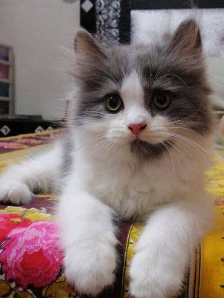 2-month old female # persiankitten triple coat 3