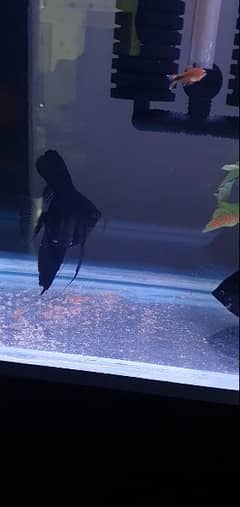 BlAcK DiaMonD AnGle FisH