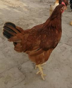 Rir  (Rodhe island Red)/ Dandarvi Breed chicks