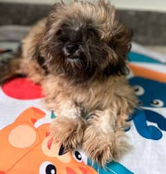 Shih Tzu for Sale