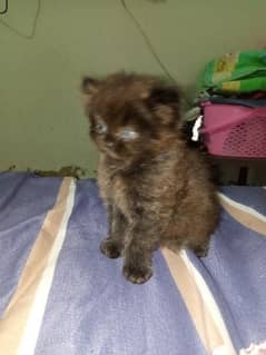 Kitten For Sale Male 0