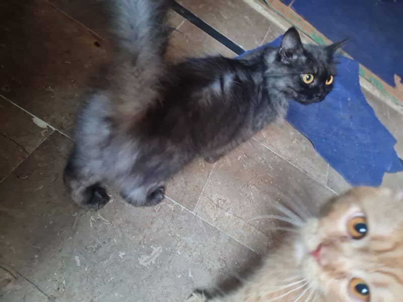 selling my Persian male and female 0