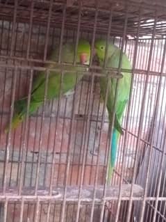 Green parrot males 0