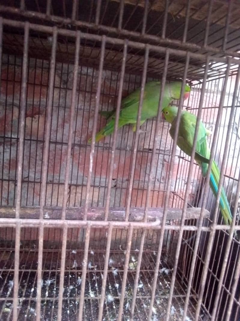 Green parrot males 1