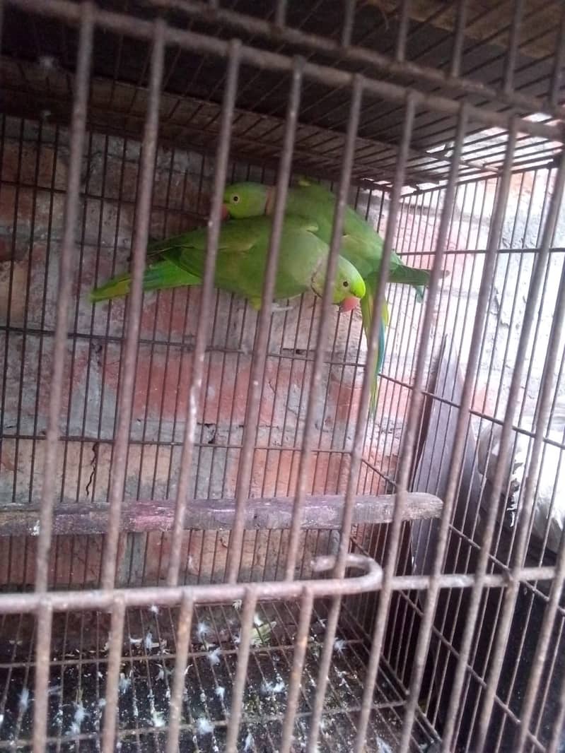 Green parrot males 2