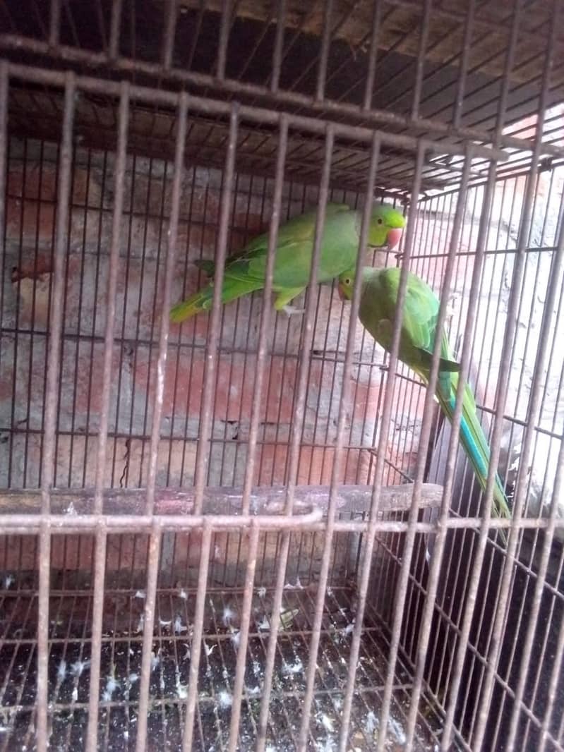 Green parrot males 3