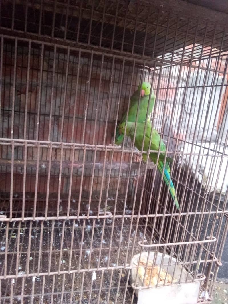 Green parrot males 4