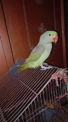 raw parrot jumbo size kashmiri 0