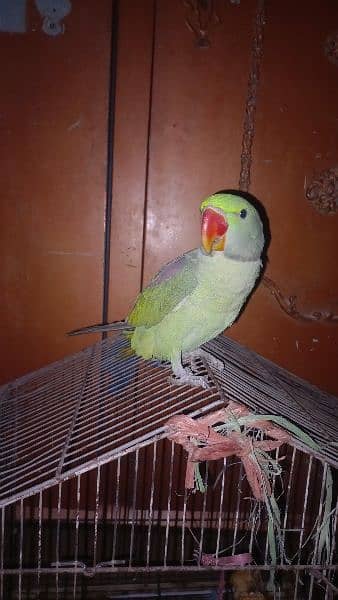 raw parrot jumbo size kashmiri 1