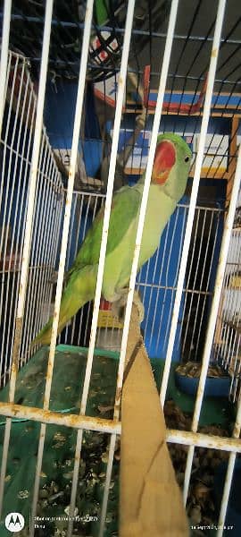 raw parrot jumbo size kashmiri 2