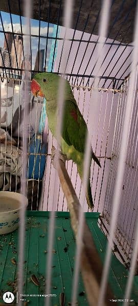 raw parrot jumbo size kashmiri 3