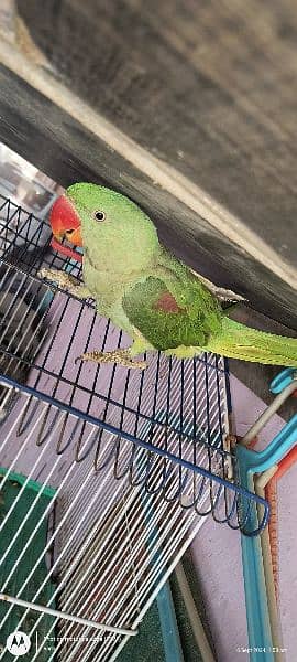 raw parrot jumbo size kashmiri 4