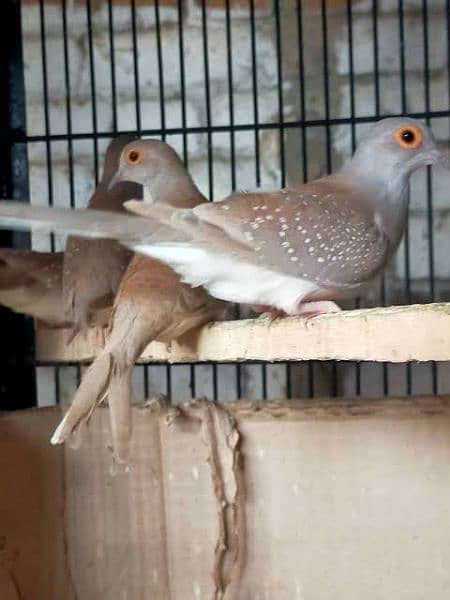 red dove male female diamond pied albino 0