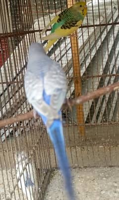 Breeder, Bonded Budgies pair. Australian parrot 0