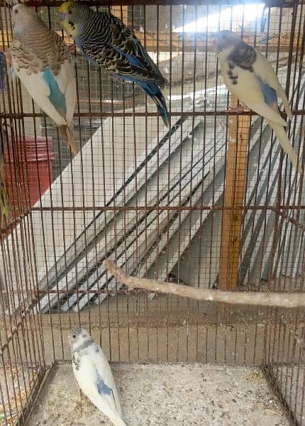 Breeder, Bonded Budgies pair. Australian parrot 1