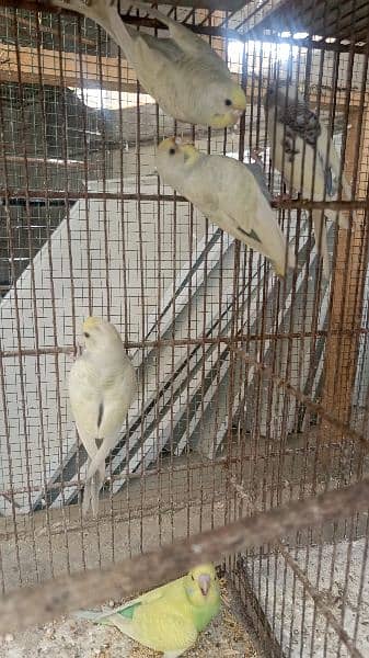 Breeder, Bonded Budgies pair. Australian parrot 3